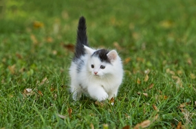 夏日草地可爱喵星人图片